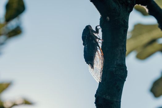 Adult cicada - Cryptotympana facialis female resting on Fig tree in a mid-day summer, closeup shot.