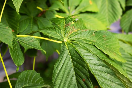 Green leaves of chestnut close up, background or texture