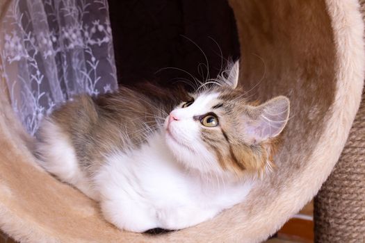 A small fluffy kitten plays with toys close up