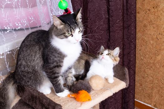 Mom cat kisses kitten at home close up, pets