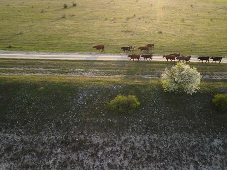 Flying over a small herd of cattle cows walking uniformly down farm road on the hill. Black, brown and spotted cows. Top down aerial view of the countryside on a sping sunset. Idyllic rural landscape