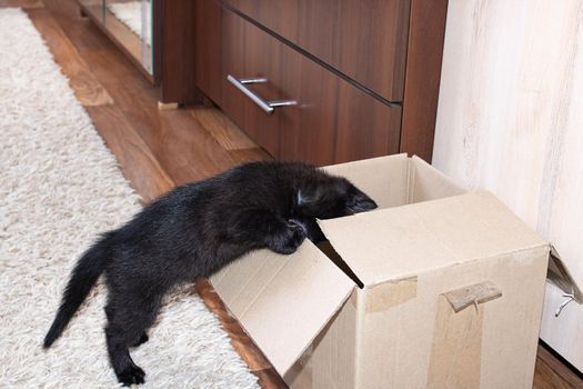 Little black kitten climbs into a box close up