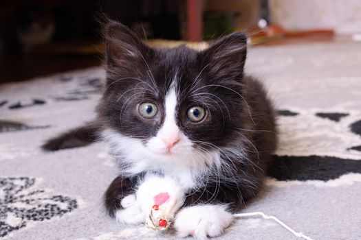 Funny black kitten playing with a toy close up