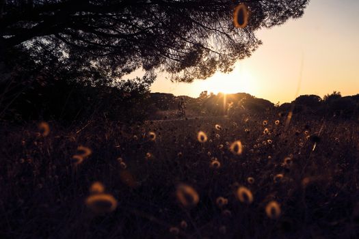 thickets of the field illuminated against the light and the branch of a big tree frame the sunset and a cyclist who passes by a distant road, sky and plants have warm tones of the sunset. dark mood