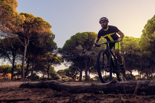 cyclist with a beard riding a mountain bike circulates concentrated in a forest glade, sunset light illuminates the tops of the pine trees