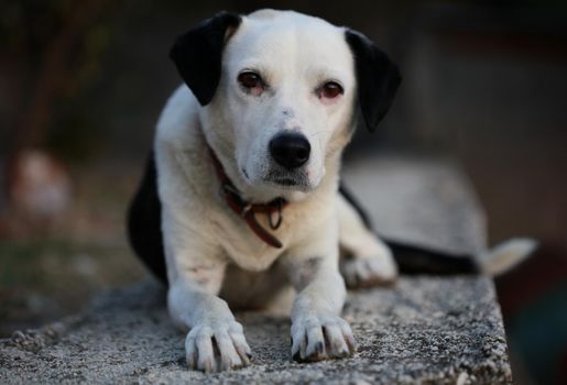 Cute white and black dog profile close up animal background high quality big size instant prints