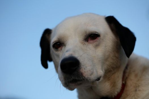 Cute white and black dog profile close up animal background high quality big size instant prints