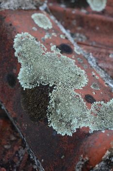 Old roof tiles with lichens closeup vintage background high quality big size prints