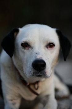 Cute white and black dog profile close up animal background high quality big size instant prints