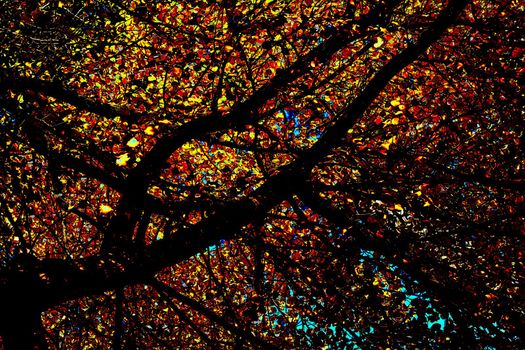 Autumn is the most colorful time of the year from all seasons, when nature changes its usual appearance to golden colors autumn sun. Autumn neon black gold orange fusion, sprawling branches
