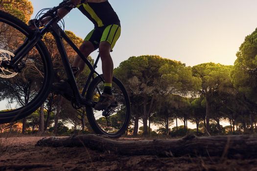 cyclist riding a mountain bike jumps on a log in a forest glade, sunset light illuminates the tops of pine trees