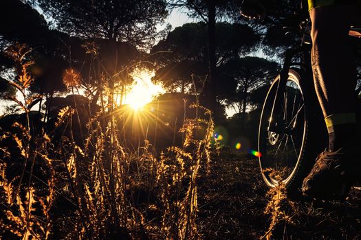 backlit cyclist riding at sunset through a pine forest on his mountain bike, the sun's rays sneak between the trees and illuminate the muscles of the leg in tension and the plants in the foreground