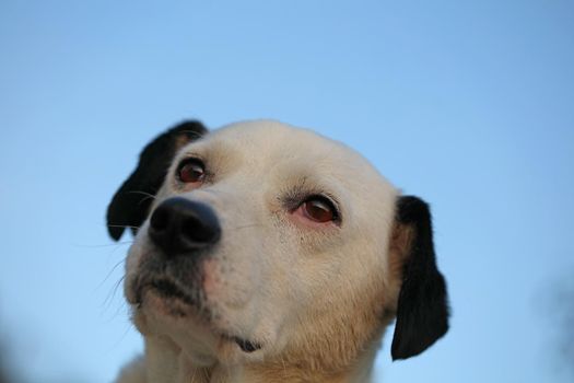 Cute white and black dog profile close up animal background high quality big size instant prints
