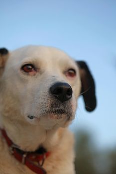 Cute white and black dog profile close up animal background high quality big size instant prints