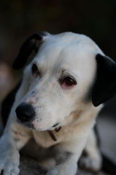 Cute white and black dog profile close up animal background high quality big size instant prints