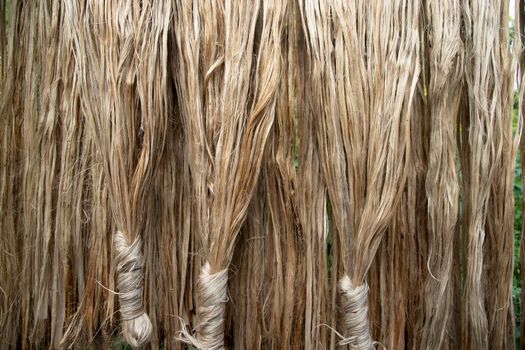 Closeup shot of raw jute fiber hanging under the sunlight for drying. Brown jute fiber texture and  background