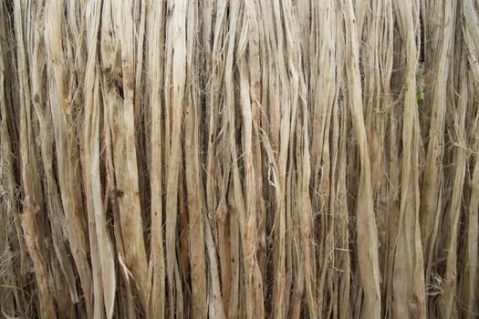 Closeup shot of raw jute fiber hanging under the sunlight for drying. Brown jute fiber texture and  background