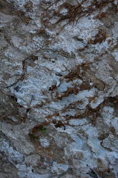 Abandoned wall with dead roots close up vintage village background high quality big size prints