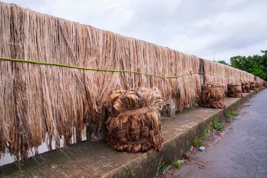 Golden wet raw jute fiber hanging under the sunlight for drying