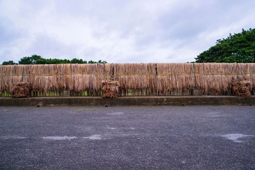 Golden wet raw jute fiber hanging under the sunlight for drying