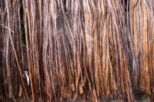 Golden wet raw jute fiber hanging under the sunlight for drying. Golden jute fiber texture background