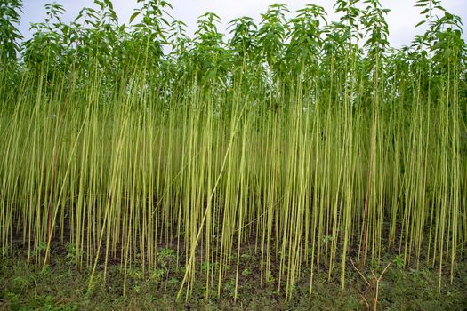 Green jute Plantation field.  Raw Jute plant Texture background. This is the Called Golden Fiber in Bangladesh
