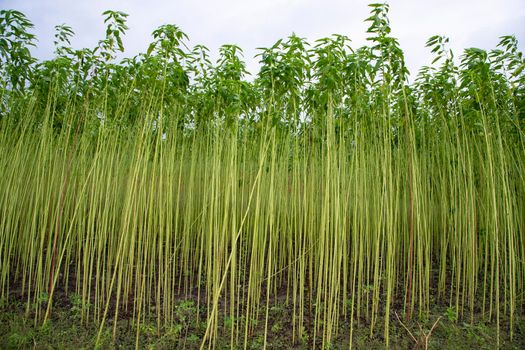 Green jute Plantation field.  Raw Jute plant Texture background. This is the Called Golden Fiber in Bangladesh