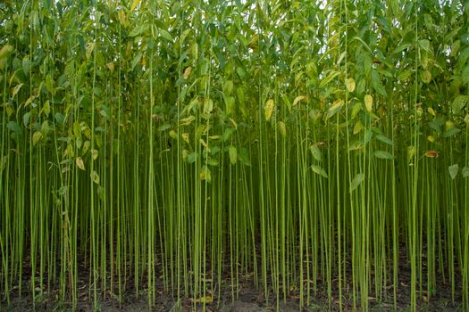Green jute Plantation field.  Raw Jute plant Texture background. This is the Called Golden Fiber in Bangladesh
