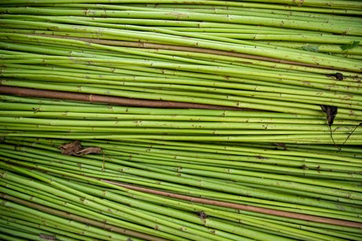 Green Raw Jute Texture background. This is the Called Golden Fiber in Bangladesh