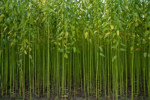 Green jute Plantation field.  Raw Jute plant Texture background. This is the Called Golden Fiber in Bangladesh