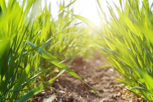 young green wheat under spring sunlight, close-up.