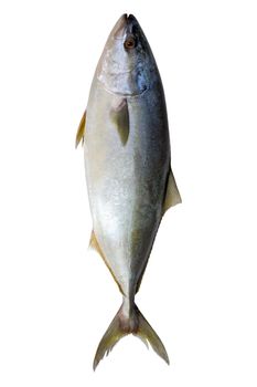 Bluefin tuna Thunnus thynnus saltwater fish isolated on white.