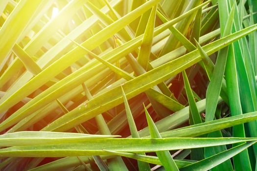 Green tropical leaves background. textured leaves wall.