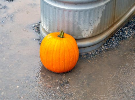 Ripe pumpking laying in a puddle under the rain.