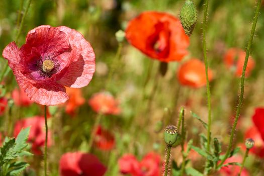 a herbaceous plant with showy flowers, milky sap, and rounded seed capsules. Many poppies contain alkaloids and are a source of drugs such as morphine. Red scarlet poppies close-up on sunny meadow