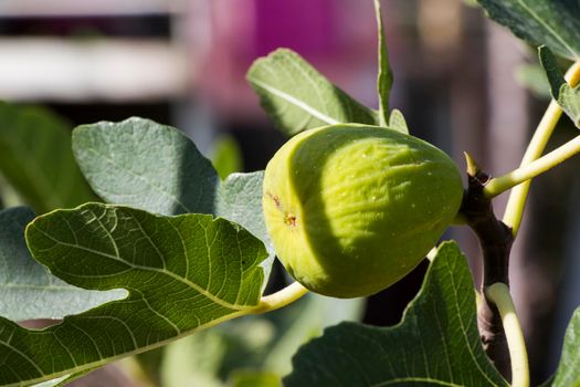Fig on the tree, fig tree during summer