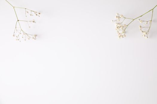 gypsophila little white flower plant isolated in white background in top view