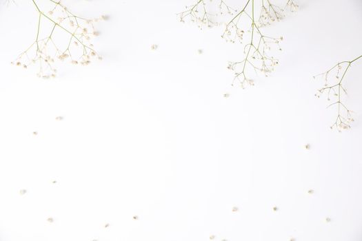 gypsophila little white flower plant isolated in white background in top view