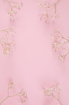 gypsophila little white flower plant isolated in pink background in top view