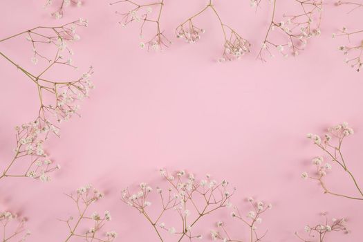 gypsophila little white flower plant isolated in pink background in top view