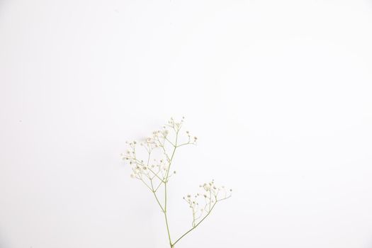 gypsophila little white flower plant isolated in white background in top view