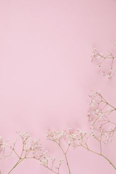 gypsophila little white flower plant isolated in pink background in top view