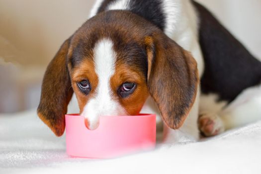 Beagle dog puppy eats food from bowl. Gaze is directed at camera. Gaze is directed at cameraClose-up