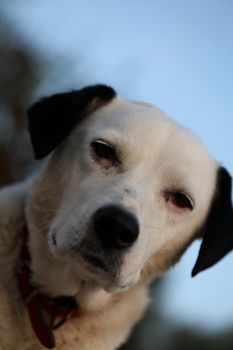 Cute white and black dog profile close up animal background high quality big size instant prints