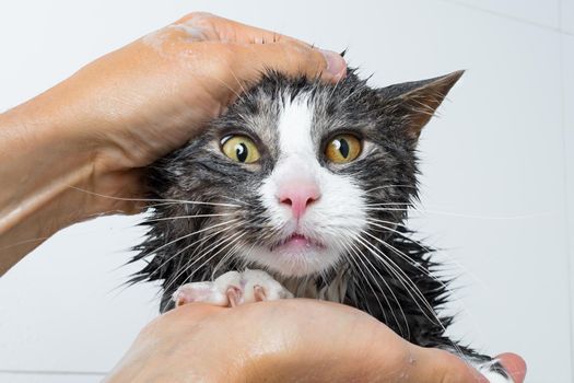 Funny cat taking shower or bath. Man washing cat. Pet hygiene concept. High quality photo