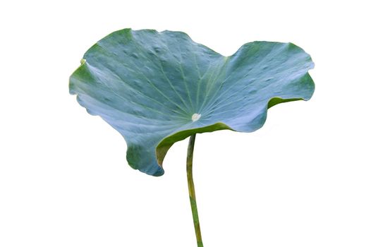 Lotus leaf Isolate collection of white background