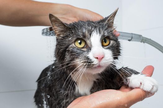 Funny cat taking shower or bath. Man washing cat. Pet hygiene concept. High quality photo