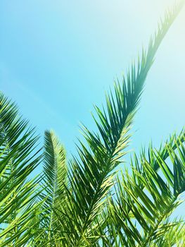 Tropical nature, vintage backdrop and summer vacation concept - Palm tree leaves and the sky, summertime travel background