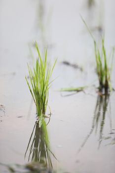 Green Head rice plant wheat on water