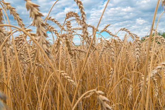 Golden Cereal field with ears of wheat,Agriculture farm and farming concept.Harvest.Wheat field.Rural Scenery.Ripening ears.Rancho harvest Concept.Ripe ears of wheat.Cereal crop.Bread, rye and grain